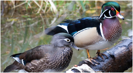 Wood Ducks